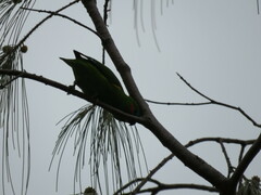 Cyclopsitta diophthalma