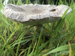 Macrolepiota procera