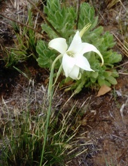 Gladiolus longicollis