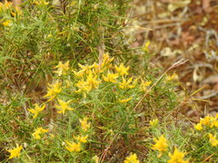 Genista hirsuta