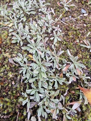 Antennaria dioica