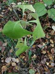 Parasenecio hastatus