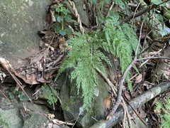 Selaginella moellendorffii