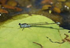 Ischnura pruinescens