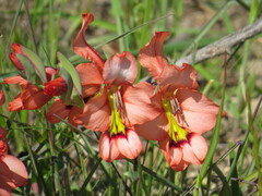 Gladiolus meliusculus