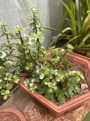 Portulacaria