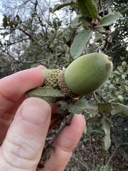 Quercus × acutidens