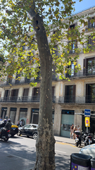 Platanus × hispanica