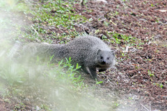 Herpestes pulverulentus