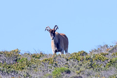 Tragelaphus oryx oryx