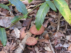 Boletellus ananas