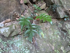 Asplenium falcatum