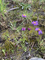 Senecio arenarius