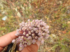 Allium polyanthum