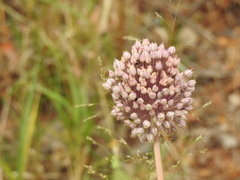 Allium polyanthum
