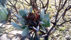 Protea