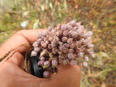 Allium polyanthum