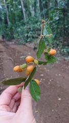 Dichapetalum
