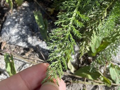 Achillea millefolium