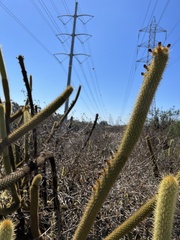 Bergerocactus emoryi