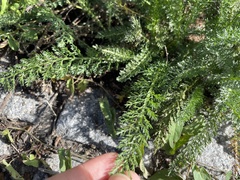 Achillea millefolium