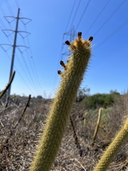 Bergerocactus emoryi