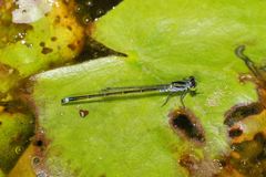 Ischnura pruinescens