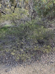Acacia montana