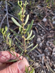 Acacia montana