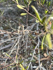 Acacia montana