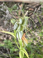 Pterostylis recurva