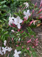 Jasminum