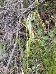 Pterostylis recurva