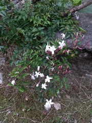 Jasminum