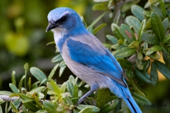 Aphelocoma coerulescens