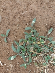 Gomphrena celosioides
