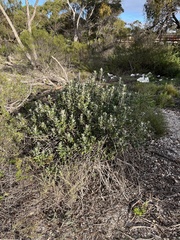 Olearia pannosa