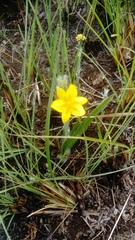 Hypoxis