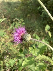 Cirsium canum