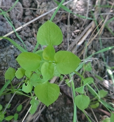 Stellaria media