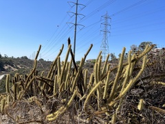 Bergerocactus emoryi