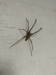 Eratigena atrica