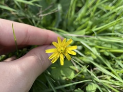 Hypochaeris radicata