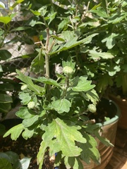 Chrysanthemum morifolium