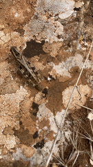 Calliptamus barbarus