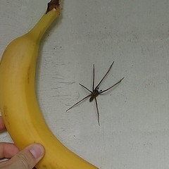 Eratigena atrica