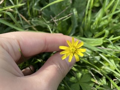 Hypochaeris radicata