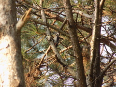 Dendrocopos syriacus