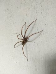 Eratigena atrica