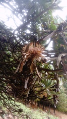 Protea